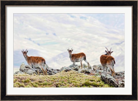 Framed Walia Ibex, Ethiopia Print