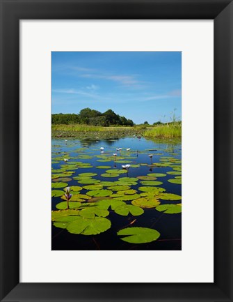 Framed Water lilies, Okavango Delta, Botswana, Africa Print