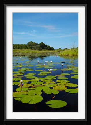 Framed Water lilies, Okavango Delta, Botswana, Africa Print
