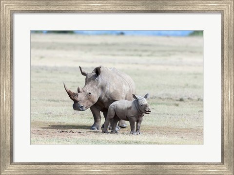 Framed White rhinoceros mother with calf, Kenya Print