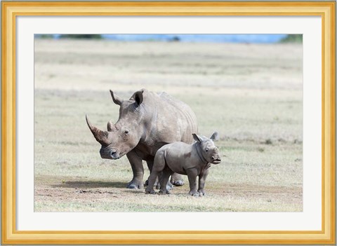 Framed White rhinoceros mother with calf, Kenya Print