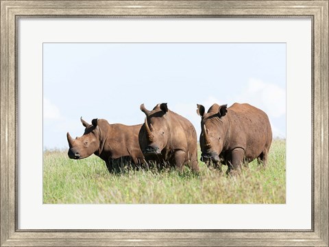 Framed White rhinoceros, Kenya Print