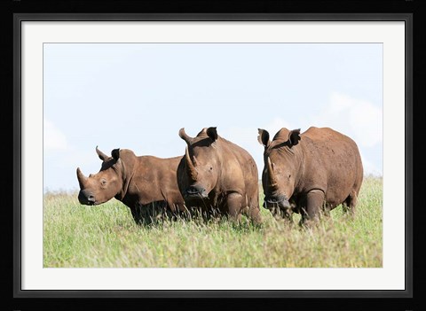 Framed White rhinoceros, Kenya Print
