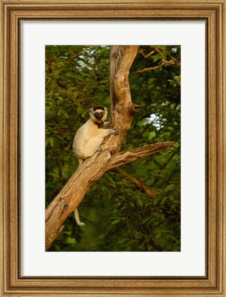 Framed Verreaux&#39;s sifaka primate, Berenty Reserve, MADAGASCAR Print