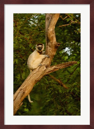 Framed Verreaux&#39;s sifaka primate, Berenty Reserve, MADAGASCAR Print