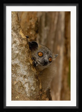 Framed White-footed sportive lemur, Berenty Reserve, MADAGASCAR Print