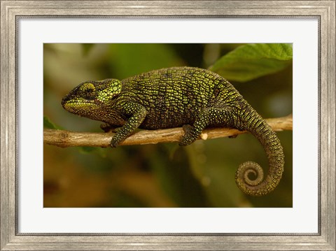 Framed True Chameleon, Lizard, Madagascar, Africa Print