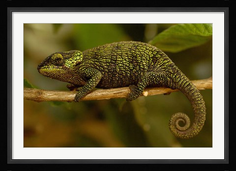 Framed True Chameleon, Lizard, Madagascar, Africa Print