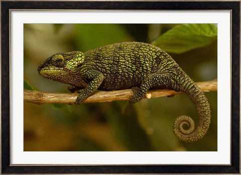 Framed True Chameleon, Lizard, Madagascar, Africa Print