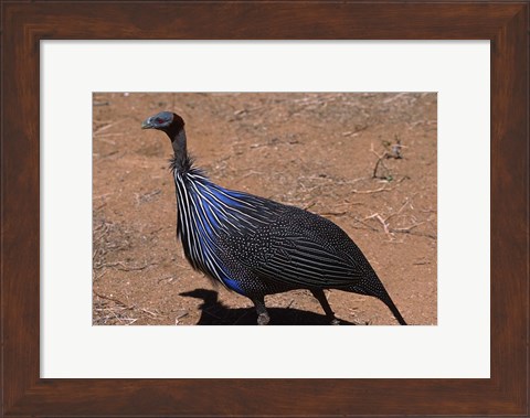 Framed Vulturine Guinea Fowl, Kenya Print