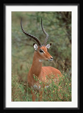 Framed Wild Male Impala, Tanzania Print