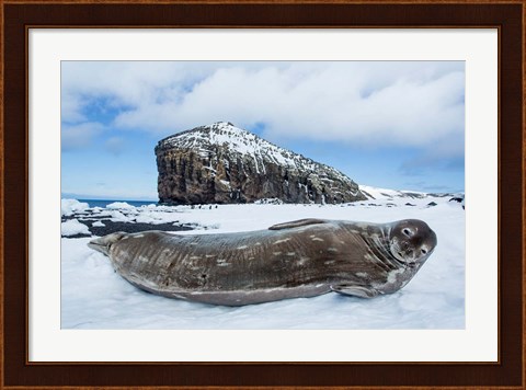 Framed Weddell Seal resting on Deception Island, Antarctica Print