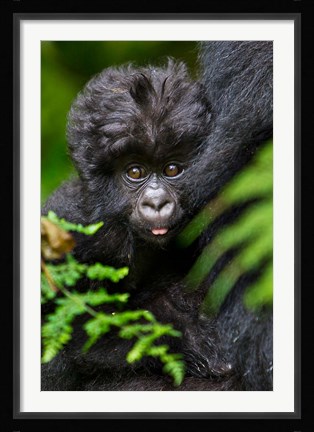 Framed Umubano Group Of Mountain Gorillas, Volcanoes National Park, Rwanda Print