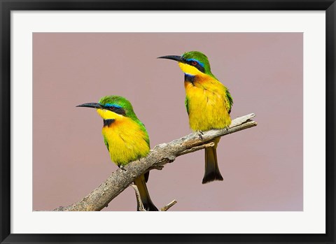 Framed Two little bee-eater birds on limb, Kenya Print