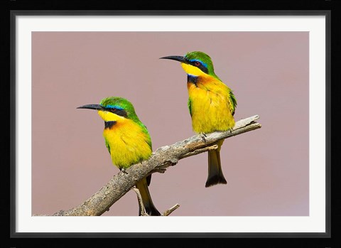 Framed Two little bee-eater birds on limb, Kenya Print