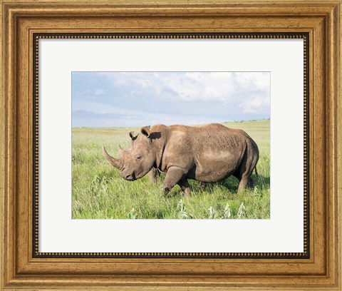 Framed White rhinoceros, Ceratotherium simum, Kenya, Africa Print