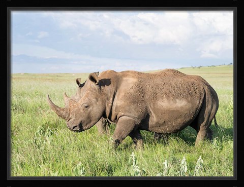 Framed White rhinoceros, Ceratotherium simum, Kenya, Africa Print