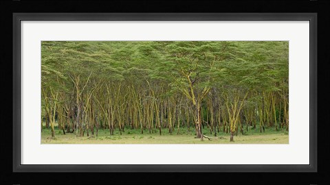 Framed Yellow Fever Tree, Lake Nakuru National Park, Kenya Print
