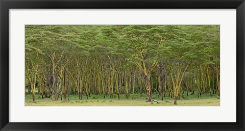 Framed Yellow Fever Tree, Lake Nakuru National Park, Kenya Print
