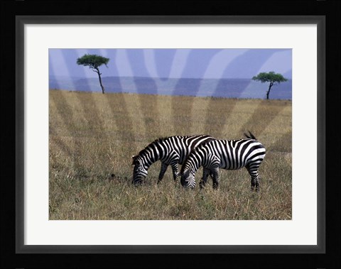 Framed Zebra on the Serengeti, Kenya Print