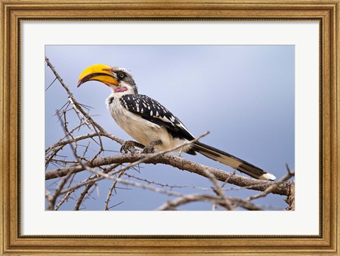 Framed Yellow-billed Hornbill perched in tree, Samburu Game Reserve, Kenya Print
