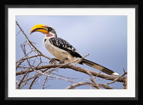 Framed Yellow-billed Hornbill perched in tree, Samburu Game Reserve, Kenya Print