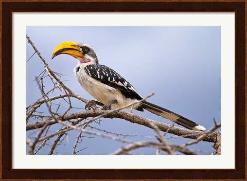 Framed Yellow-billed Hornbill perched in tree, Samburu Game Reserve, Kenya Print