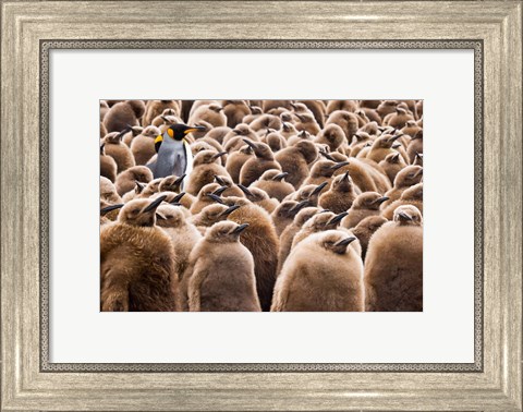 Framed Young King Penguin Chicks in Brown Coats, South Georgia Island, Antarctica Print