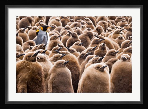 Framed Young King Penguin Chicks in Brown Coats, South Georgia Island, Antarctica Print
