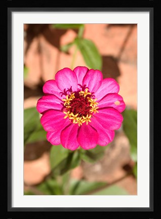 Framed Zinnia flower, Antananarivo, Madagascar Print