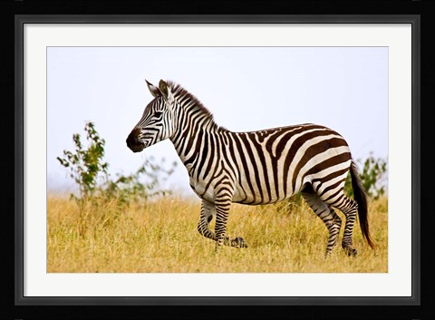 Framed Zebras Herding in The Fields, Maasai Mara, Kenya Print