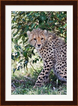 Framed Young cheetah resting beneath bush, Maasai Mara, Kenya Print