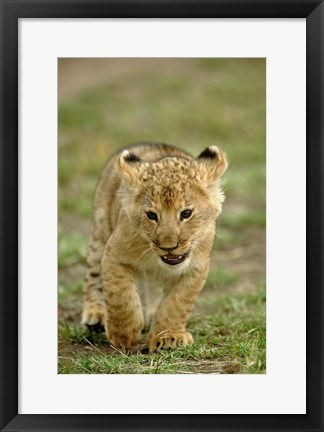 Framed Young lion cub, Masai Mara Game Reserve, Kenya Print