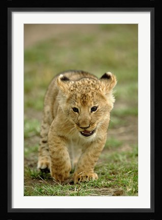 Framed Young lion cub, Masai Mara Game Reserve, Kenya Print
