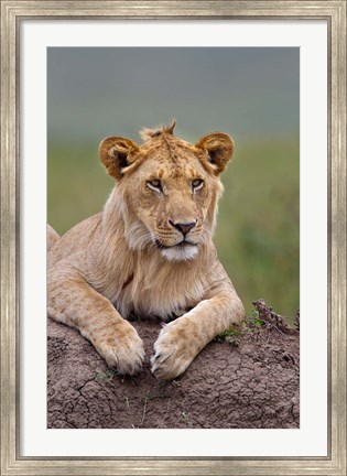 Framed Young male lion on termite mound, Maasai Mara, Kenya Print