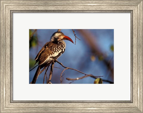 Framed Zimbabwe, Hwange NP, Red-billed hornbill bird Print