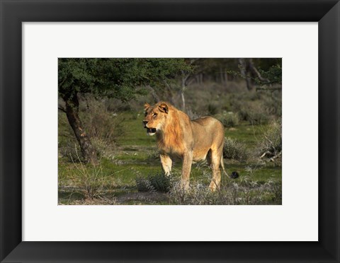 Framed Young male lion, Panthera leo, Etosha NP, Namibia, Africa. Print