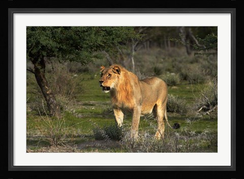 Framed Young male lion, Panthera leo, Etosha NP, Namibia, Africa. Print