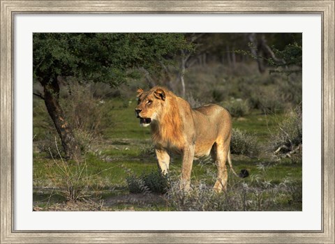 Framed Young male lion, Panthera leo, Etosha NP, Namibia, Africa. Print