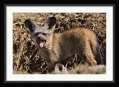 Framed Young Bat-eared Foxes, Masai Mara, Kenya Print