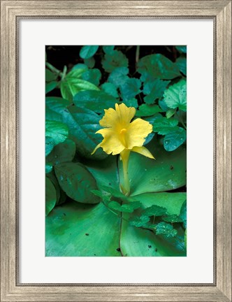 Framed Yellow Flower in Bloom, Gombe National Park, Tanzania Print