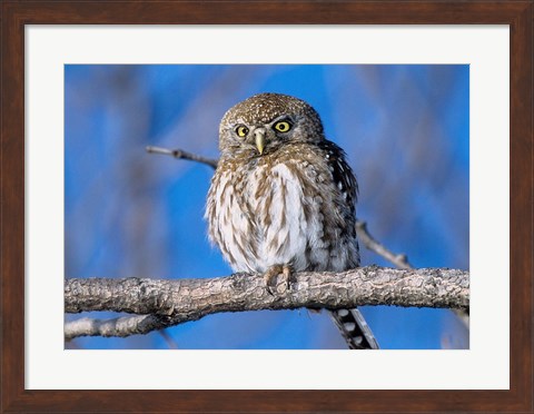 Framed Zimbabwe. Close-up of pearl spotted owl on branch. Print