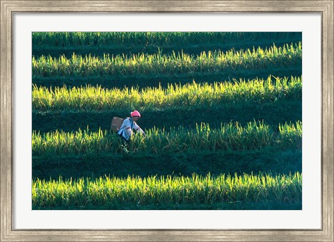 Framed Zhuang Girl in the Rice Terrace, China Print