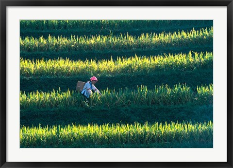 Framed Zhuang Girl in the Rice Terrace, China Print