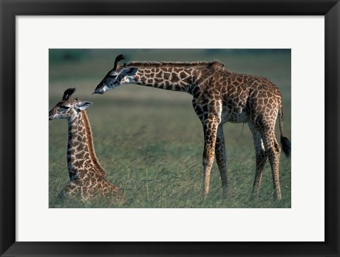 Framed Young Giraffe Lies in Tall Grass, Masai Mara Game Reserve, Kenya Print