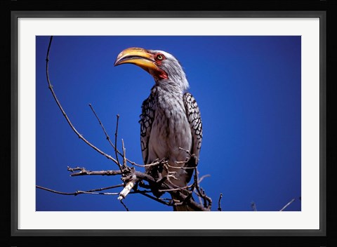 Framed Yellow-Billed Hornbill, Tarangire, Tanzania Print
