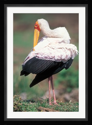 Framed Yellow-Billed Stork Grooming, Masai Mara Game Reserve, Kenya Print