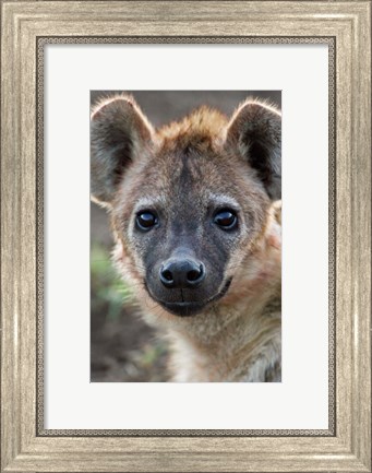 Framed Young Spotted Hyena, Tanzania Print