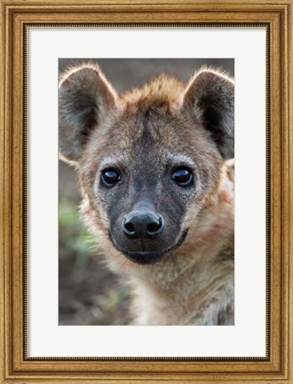 Framed Young Spotted Hyena, Tanzania Print