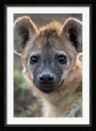 Framed Young Spotted Hyena, Tanzania Print
